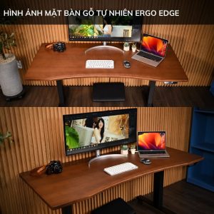Setup bàn nâng hạ với mặt gỗ tự nhiên Ergo Edge vát cong